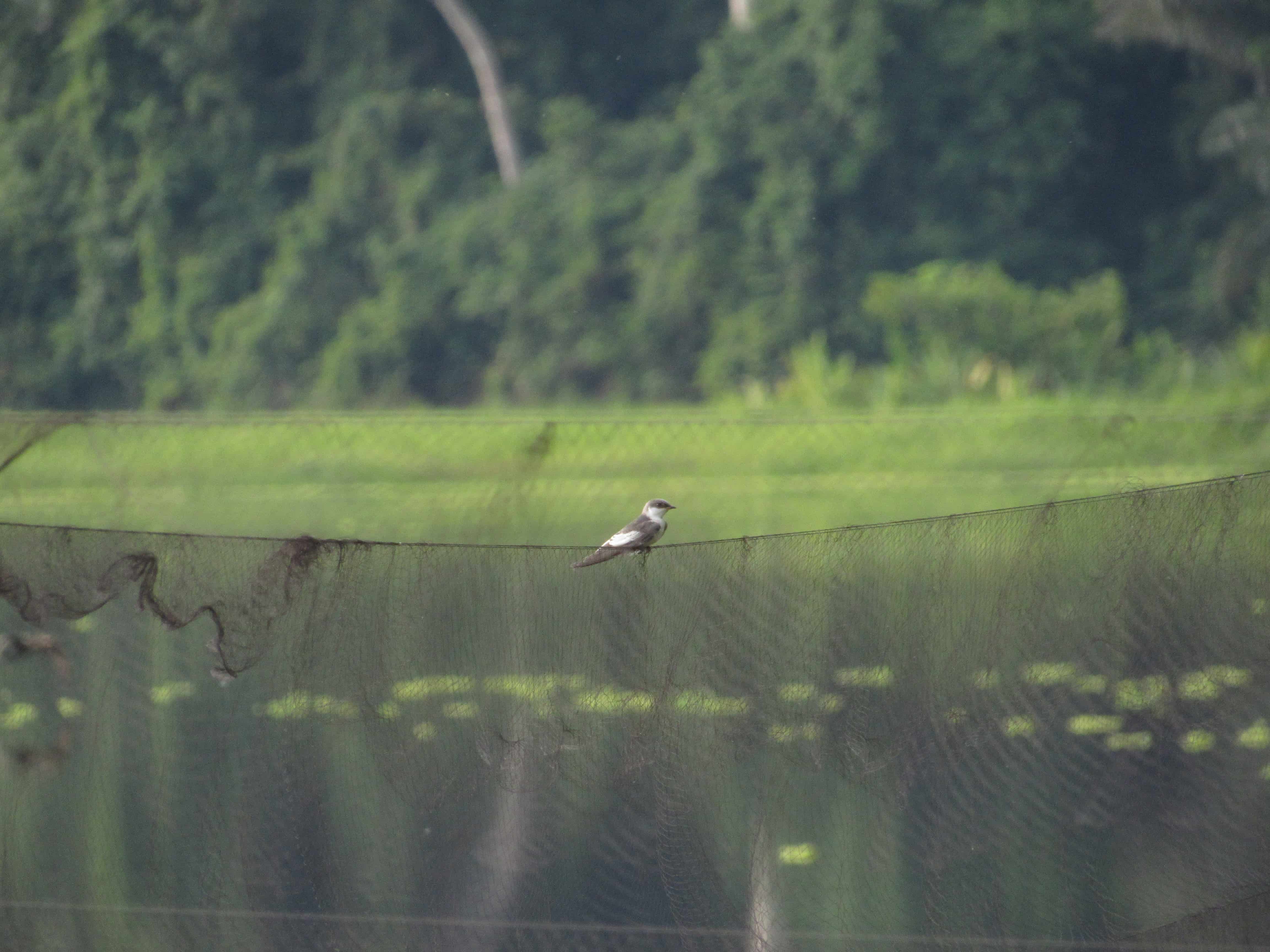 Swallow on net